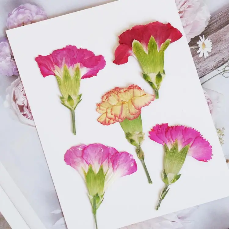 Pressed Flower Frame - 6pcs/4-7cm,Carnation dried flowers branches,pressed flower DIY