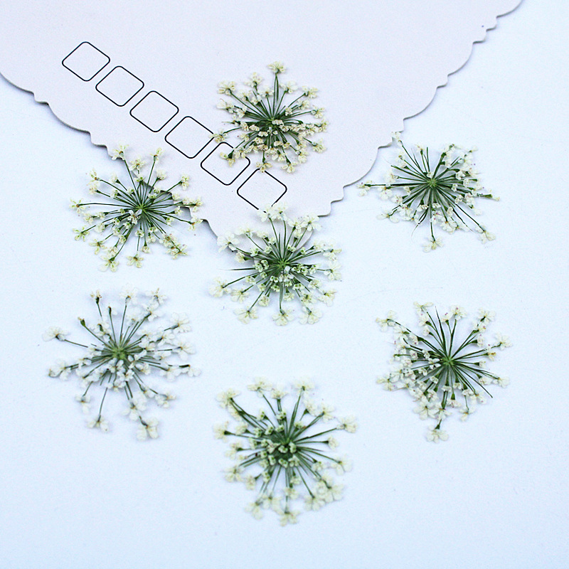 Pressed Flower Frame - 500pcs Lace Flowers Dried Flowers Pressed