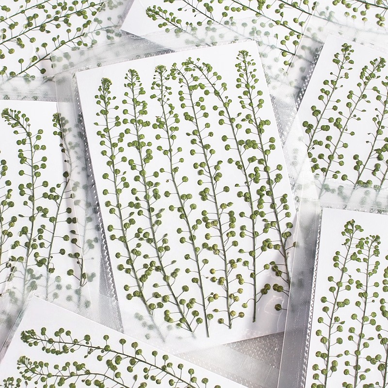 Natural Color Green Bell Grass - Pressed Flower Frame reseña y precio