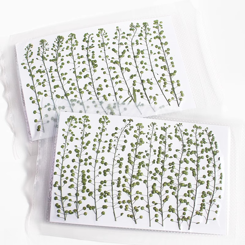 Natural Color Green Bell Grass - Pressed Flower Frame reseña y precio