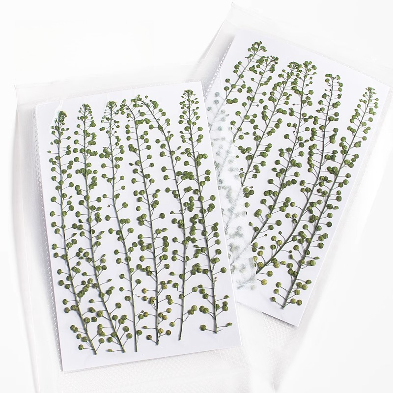 Natural Color Green Bell Grass - Pressed Flower Frame reseña y precio