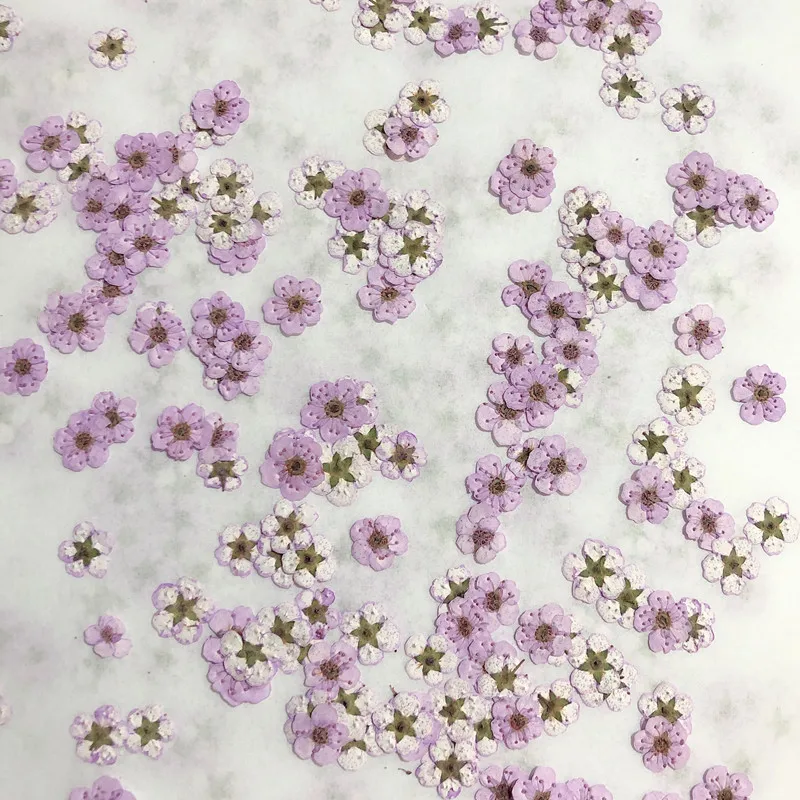 Pressed Mini Narcissus Dried F - Dried Flower Bouquet reseña y precio