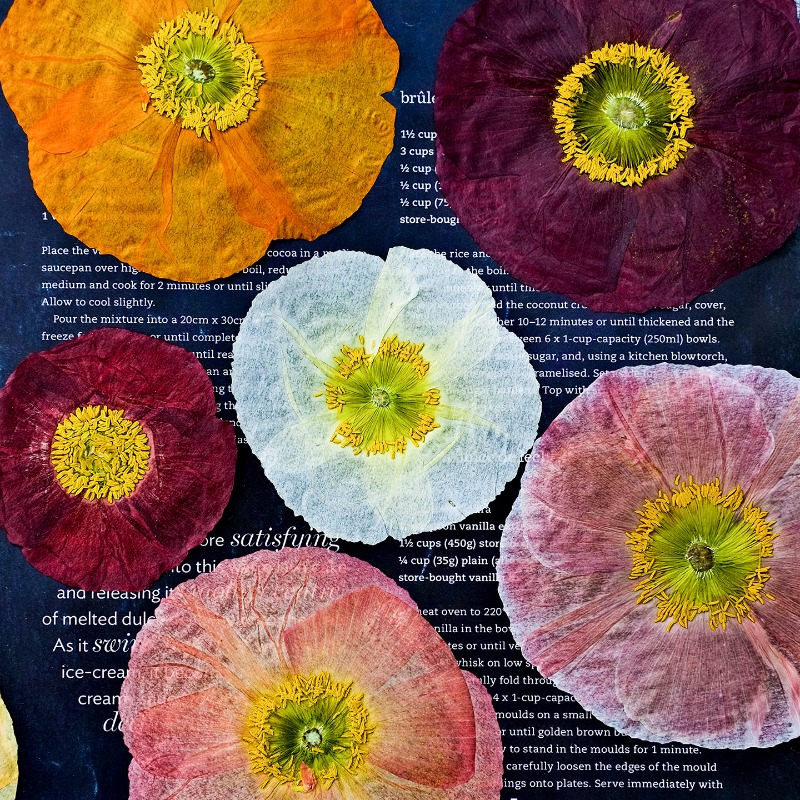 1pcs,Nature Field Poppy Presse - Pressed Flower Frame reseña y precio