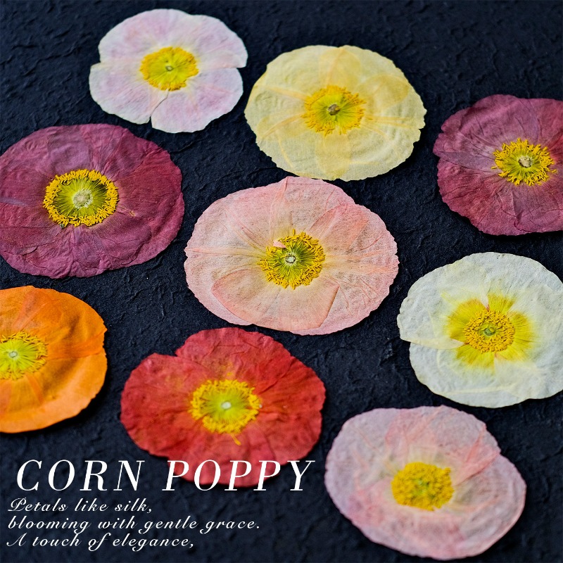1pcs,Nature Field Poppy Presse - Pressed Flower Frame reseña y precio