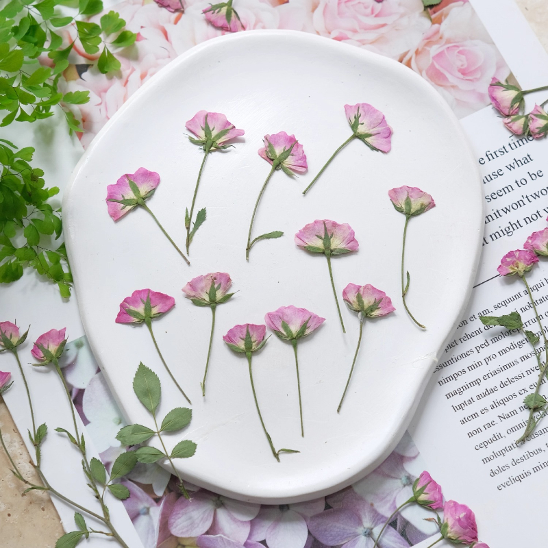 12pcs,Mini Pink Rose Pressed F - Pressed Flower Frame reseña y precio