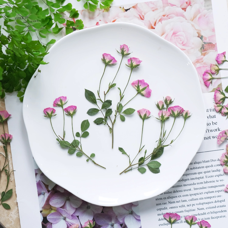 12pcs,Mini Pink Rose Pressed F - Pressed Flower Frame reseña y precio