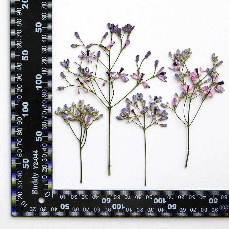 120pcs Pressed Dried Melia aze - Pressed Flower Frame reseña y precio