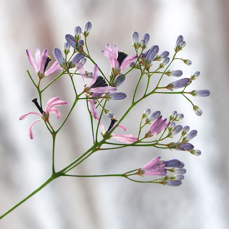 120pcs Pressed Dried Melia aze - Pressed Flower Frame reseña y precio