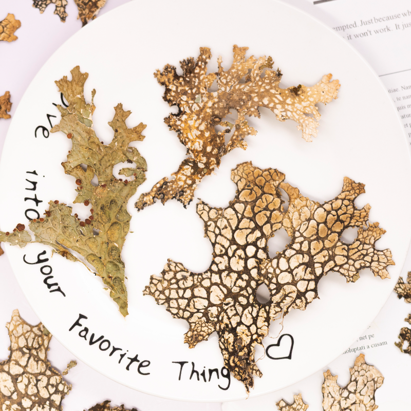 4pcs,Rare Bark Natural Pressed - Pressed Flower Frame reseña y precio