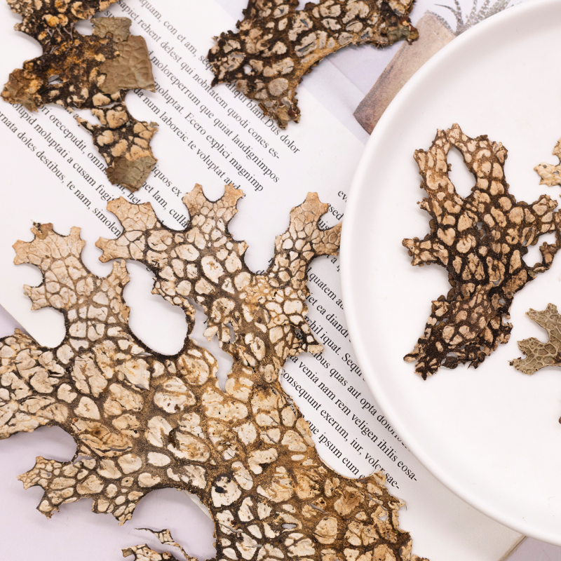 4pcs,Rare Bark Natural Pressed - Pressed Flower Frame reseña y precio