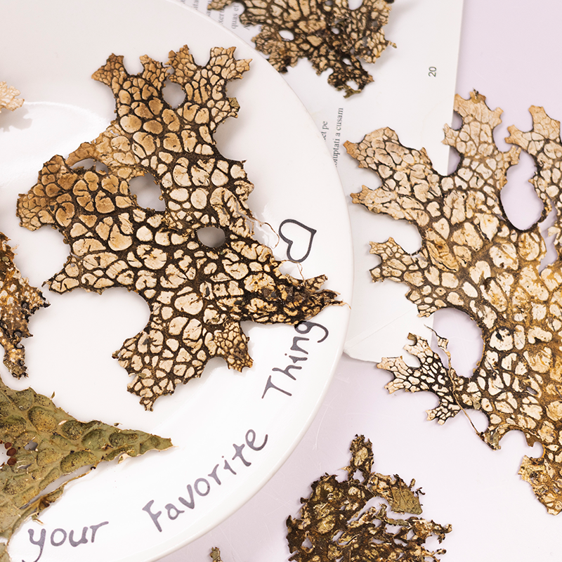 4pcs,Rare Bark Natural Pressed - Pressed Flower Frame reseña y precio