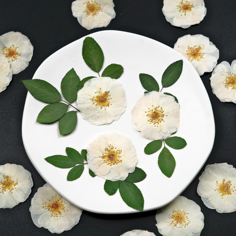 6pcs,9pcs,Nature White Rose Pr - Pressed Flower Frame reseña y precio
