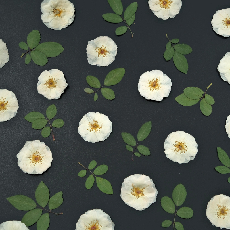 6pcs,9pcs,Nature White Rose Pr - Pressed Flower Frame reseña y precio