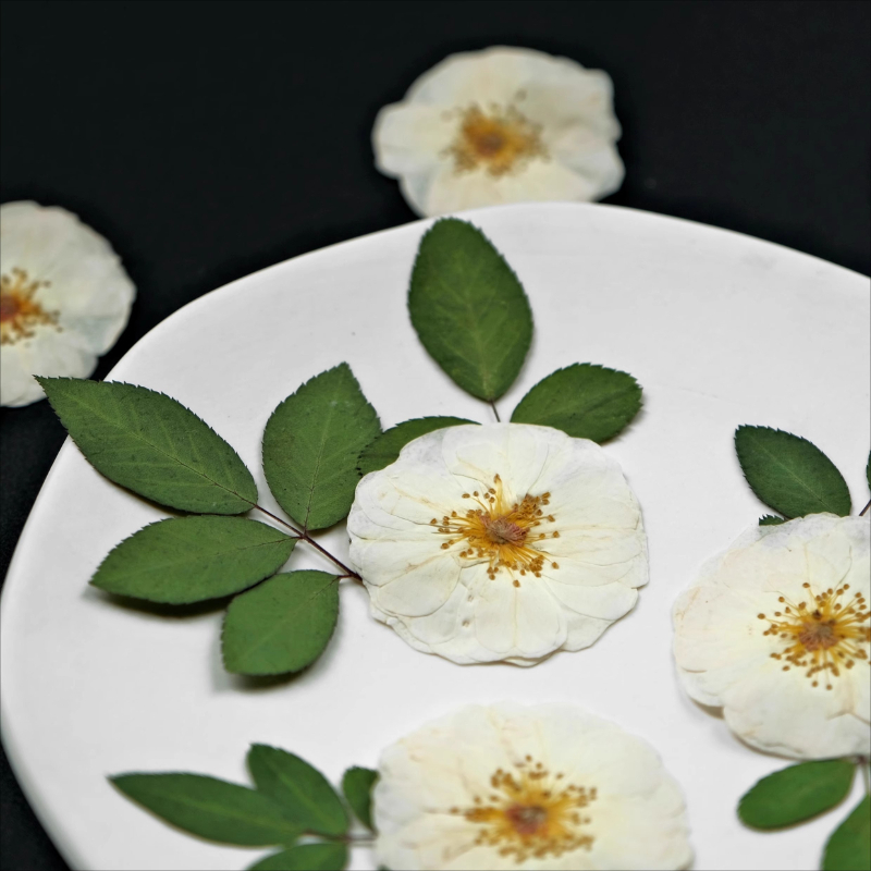 6pcs,9pcs,Nature White Rose Pr - Pressed Flower Frame reseña y precio