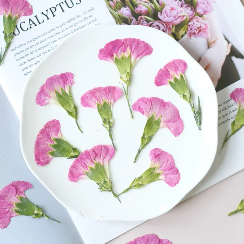6pcs/4-7cm,Carnation dried flo - Pressed Flower Frame reseña y precio