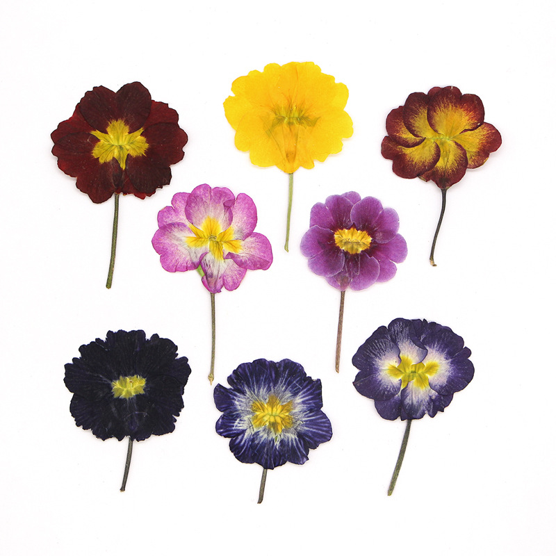 48Pcs European Primrose Teachi - Pressed Flower Frame reseña y precio
