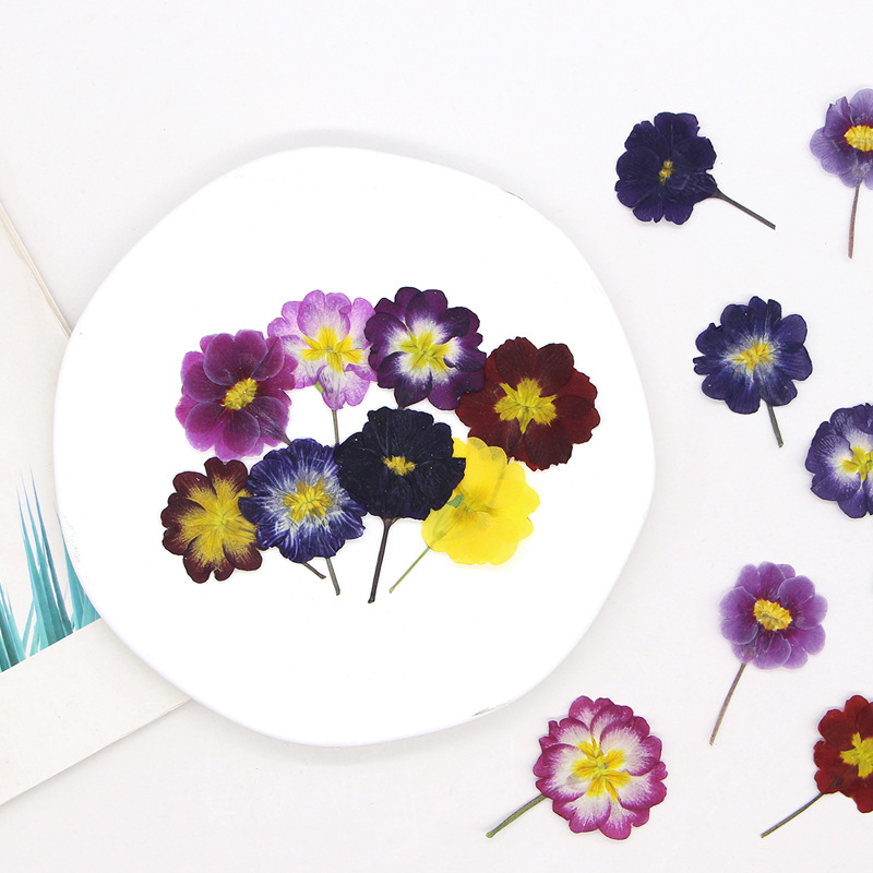 48Pcs European Primrose Teachi - Pressed Flower Frame reseña y precio