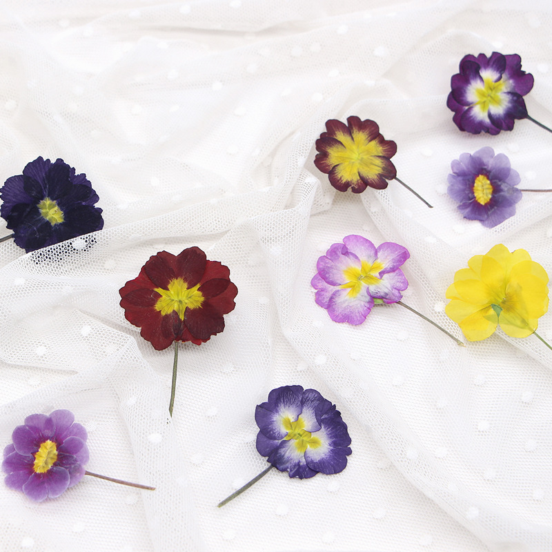 48Pcs European Primrose Teachi - Pressed Flower Frame reseña y precio