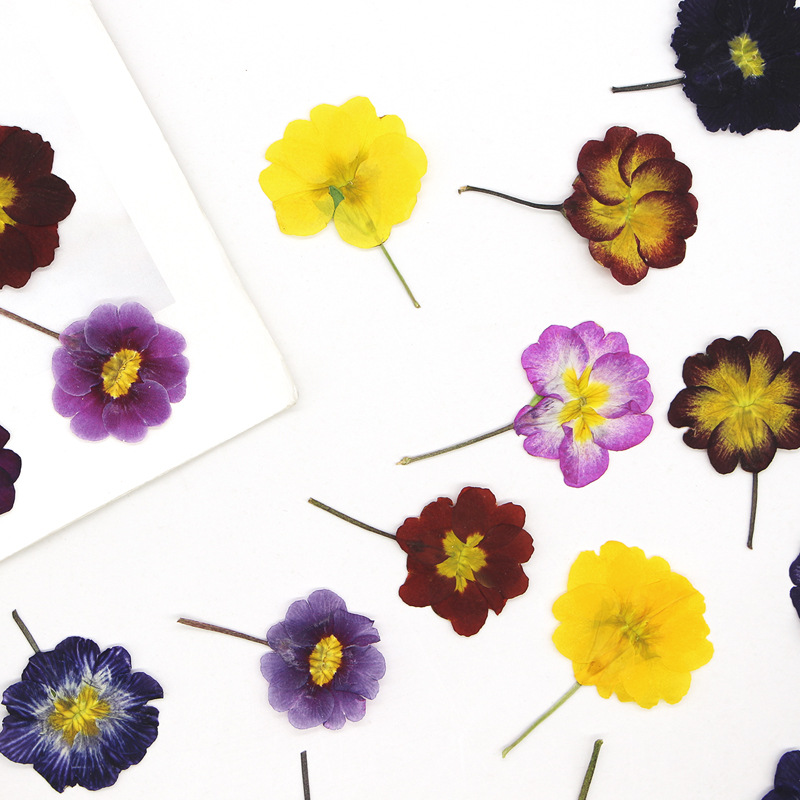 48Pcs European Primrose Teachi - Pressed Flower Frame reseña y precio