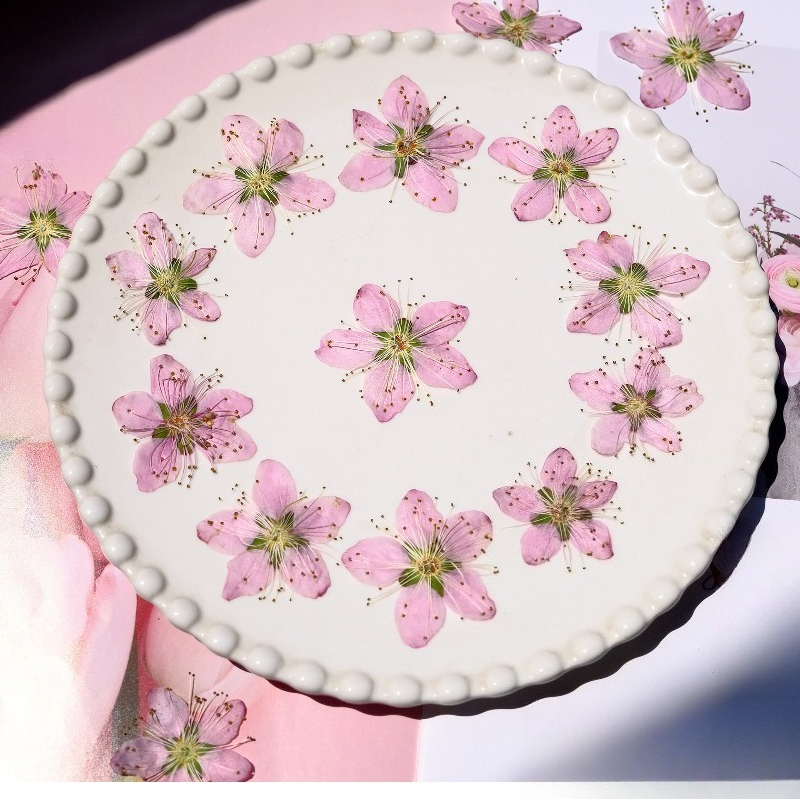 3-4cm./6pcs,Pink Peach Blossom - Pressed Flower Frame reseña y precio