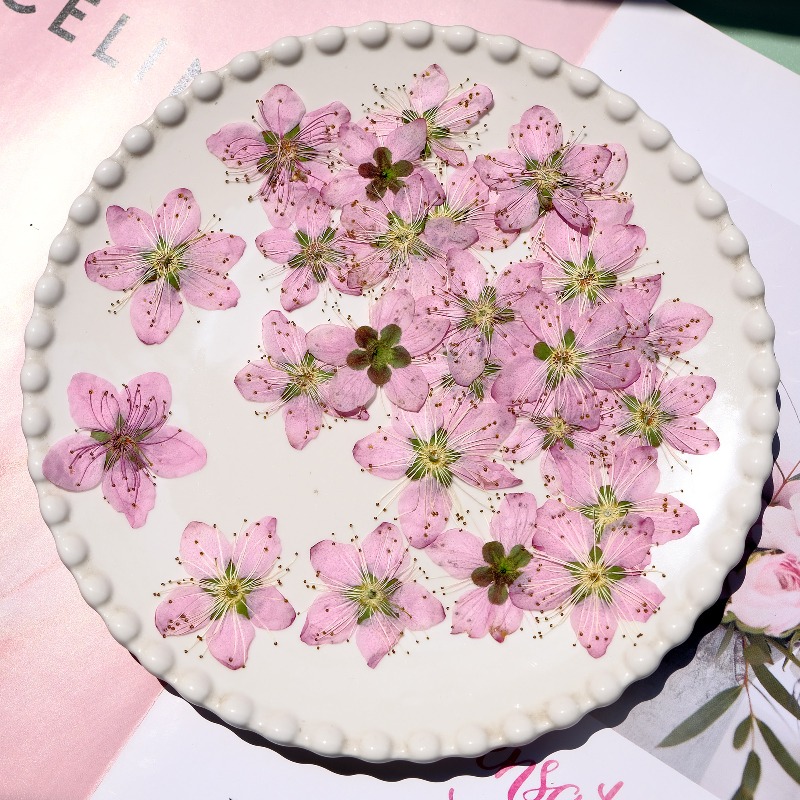 3-4cm./6pcs,Pink Peach Blossom - Pressed Flower Frame reseña y precio