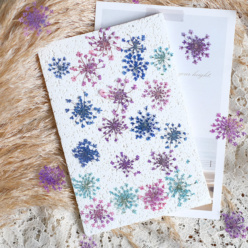 24pcs,2-2.5cm,nature Dyed Mini - Pressed Flower Frame reseña y precio