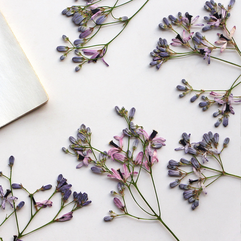 60Pcs Neem Tree Flower Branche - Pressed Flower Frame reseña y precio