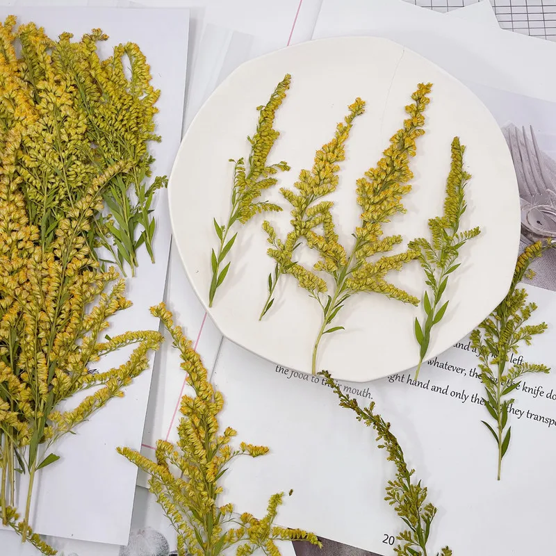 6-10cm/24pcs,natural pressed f - Pressed Flower Frame reseña y precio
