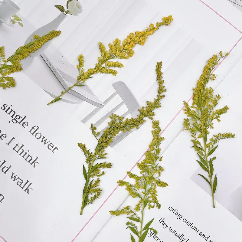 6-10cm/24pcs,natural pressed f - Pressed Flower Frame reseña y precio