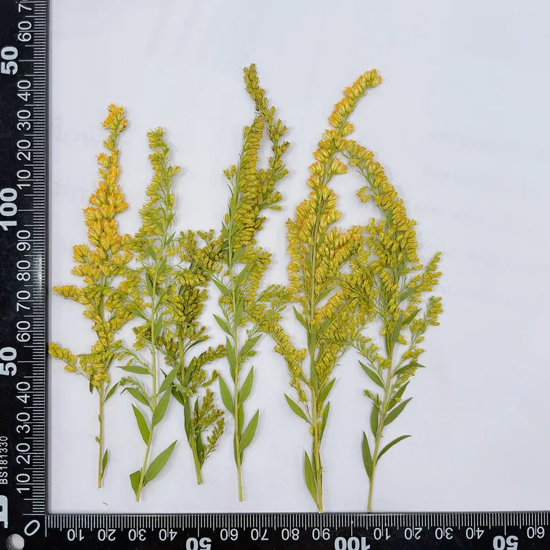 6-10cm/24pcs,natural pressed f - Pressed Flower Frame reseña y precio