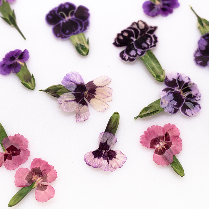 24pcs,Pressed Dried Dianthus F - Pressed Flower Frame reseña y precio