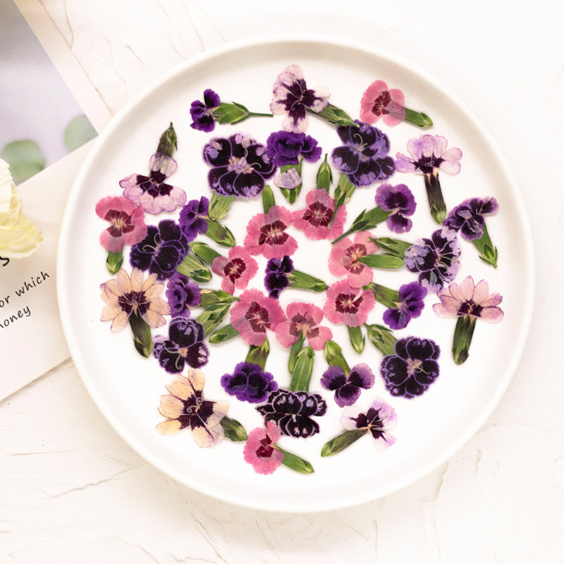 24pcs,Pressed Dried Dianthus F - Pressed Flower Frame reseña y precio