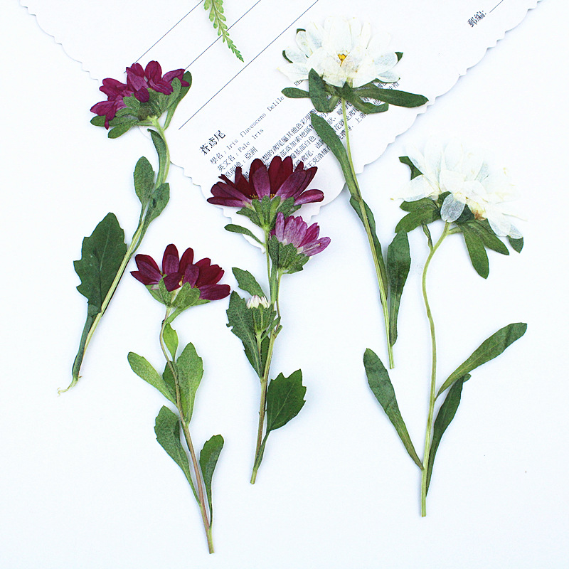 24pcs,Mini Chrysanthemum Press - Pressed Flower Frame reseña y precio