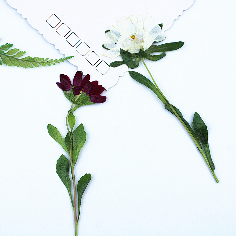 24pcs,Mini Chrysanthemum Press - Pressed Flower Frame reseña y precio