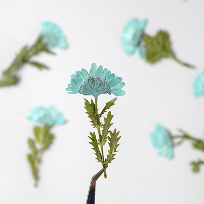 5-8cm/24pcs,Side pressed cryst - Pressed Flower Frame reseña y precio