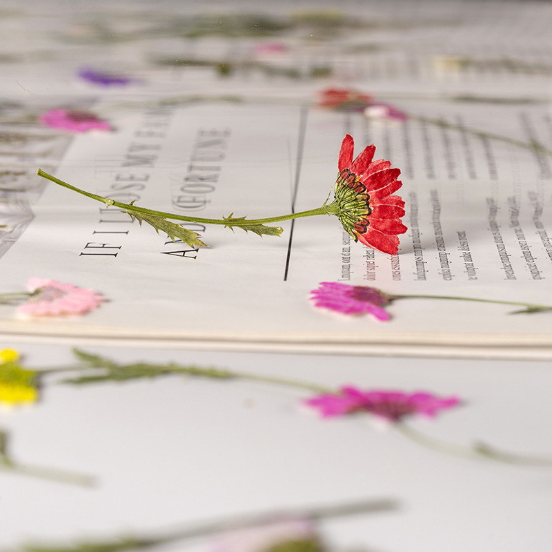 5-8cm/24pcs,Side pressed cryst - Pressed Flower Frame reseña y precio