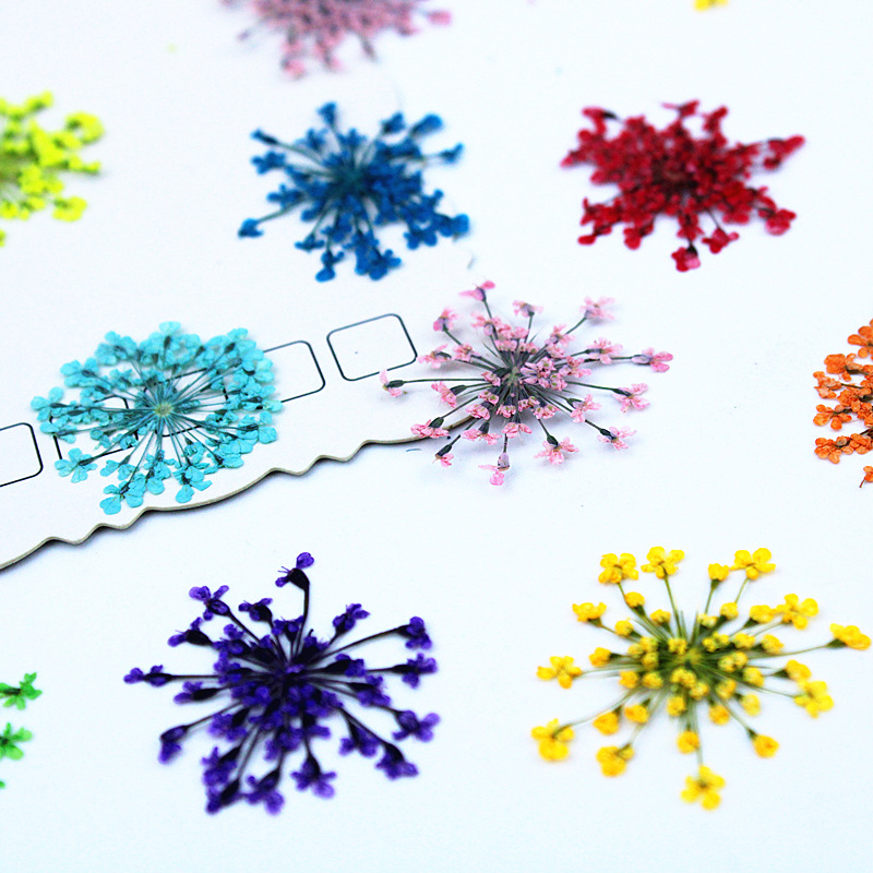 500pcs Lace Flowers Dried Flow - Pressed Flower Frame reseña y precio