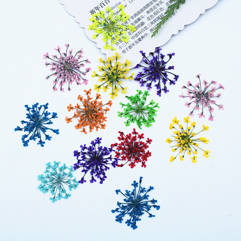 500pcs Lace Flowers Dried Flow - Pressed Flower Frame reseña y precio