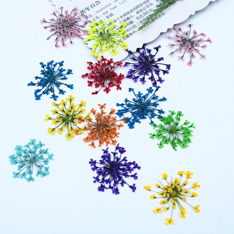500pcs Lace Flowers Dried Flow - Pressed Flower Frame reseña y precio